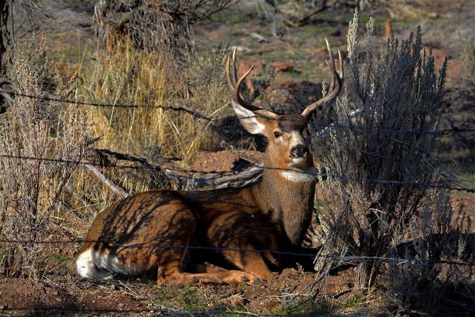 A buck sits outside the Burnt River Canyon in eastern Oregon.
The photos were captured in early December, 2015, by Stephanie Cox, BLM, from the Baker Resource Area and Vale District.

More photos of N