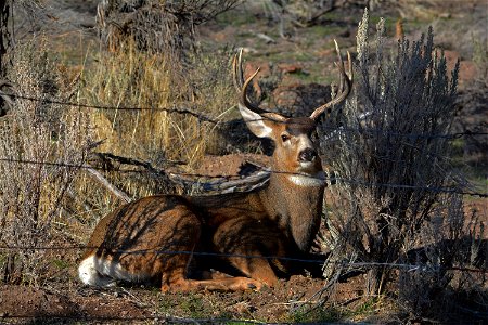 A buck sits outside the Burnt River Canyon in eastern Oregon.
The photos were captured in early December, 2015, by Stephanie Cox, BLM, from the Baker Resource Area and Vale District.

More photos of N