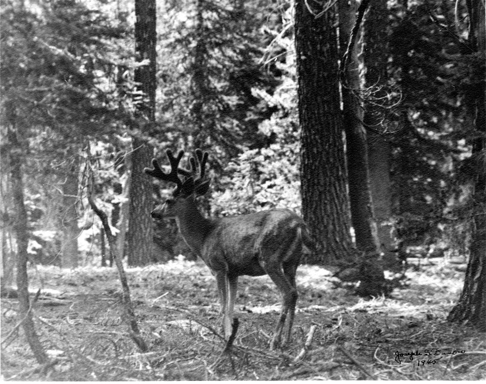 Lone deer in forest
