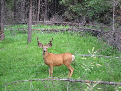 Common herbivore as seen during a working field day (Mule deer, Odocoileus hemionus).  Sometimes these critters surprise us as much as we surprise them. (cd)