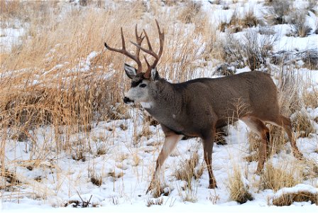 Mule Deer