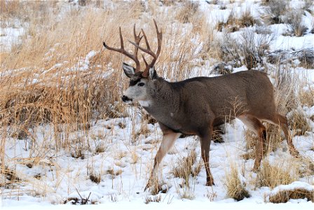 Mule Deer photo