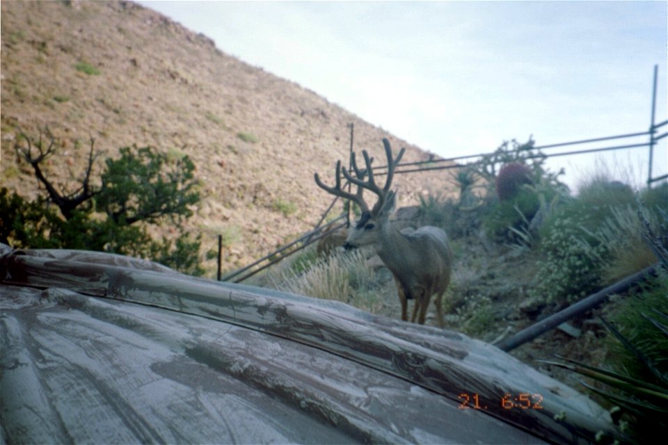 Mule deer (Odocoileus hemionus), as captured by a camera trap, Clark Mountain, Mojave National Preserve, California, US
