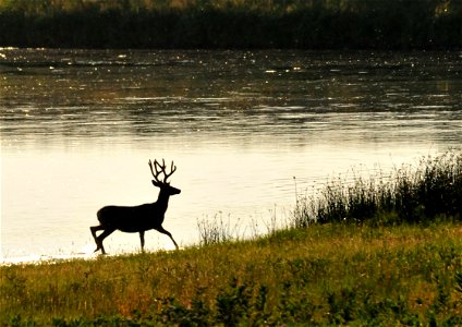 A mule deer buck along the banks of the Green River on Seedskadee NWR.  Photo: Tom Koerner/USFWS