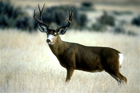 Mule Deer at Lava Beds Monument
