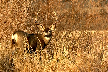 A mule deer buck displays an impressive rack at Malheur National Wildlife Refuge in Oregon. Mule deer bucks are a common sight on the refuge during late summer and fall. Bucks with large antlers are a