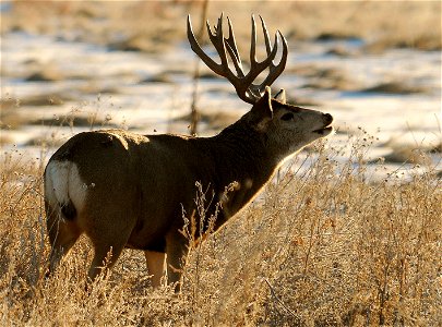 Both mule deer and white-tailed deer are found on Rocky Mountain Arsenal National Wildlife Refuge. Mule deer can be distinguished by their rope-like tail tipped in black. Photo Credit: Rich Keen / DP photo