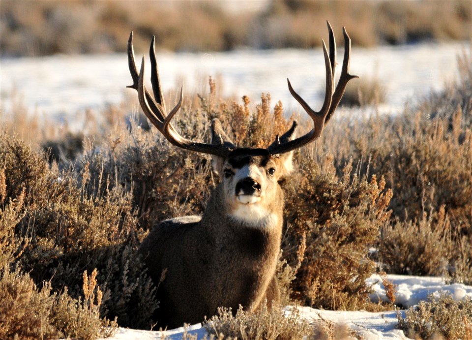 A mule deer buck bedded down in Wyoming big sagebrush in southwest Wyoming.  Sagebrush is an important part of the diet for mule deer, especially during the winter months.

Photo: Tom Koerner/USFWS