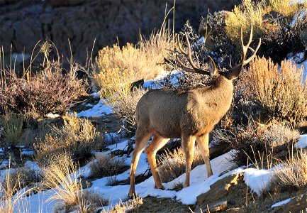 It is always a good idea to check your backtrail when you are a mule deer. Photo: Tom Koerner/USFWS photo