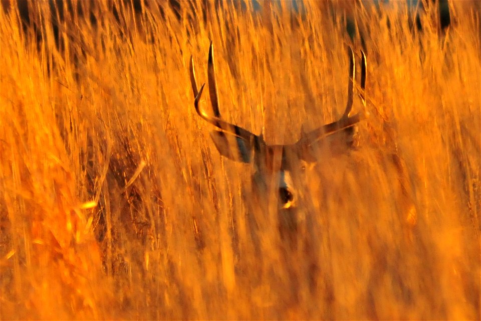 Photo: Tom Koerner/USFWS - Free photos on creazilla.com