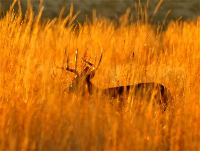 A mule deer buck follows a doe through a tall stand of basin wildrye on Seedskadee NWR. The backlighting of the sun makes the basin wildrye along with his polished antlers glow. Photo: Tom Koerner/U photo