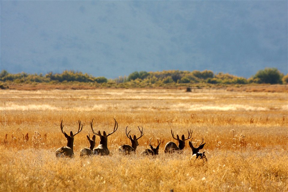 Malheur National Wildlife Refuge, OR
Photo: Barbara Wheeler, USFWS

Originally set aside by Congress in 1908 primarily to protect migratory birds, this refuge also shelters many other kinds of wildlif