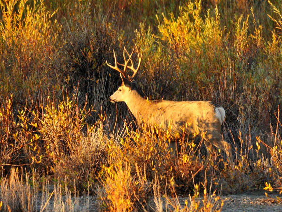 A mule deer buck in riparian habitat along the Green River on Seedskadee NWR.  Photo: Tom Koerner/USFWS