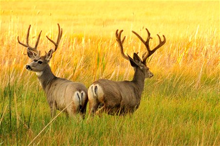 Two mature mule deer bucks in late summer on Seedskadee NWR. Photo: Tom Koerner/USFWS photo