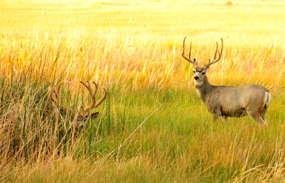 Two mature mule deer bucks in late summer on Seedskadee NWR. Photo: Tom Koerner/USFWS photo