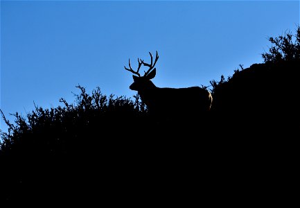 Photo: Tom Koerner/USFWS photo