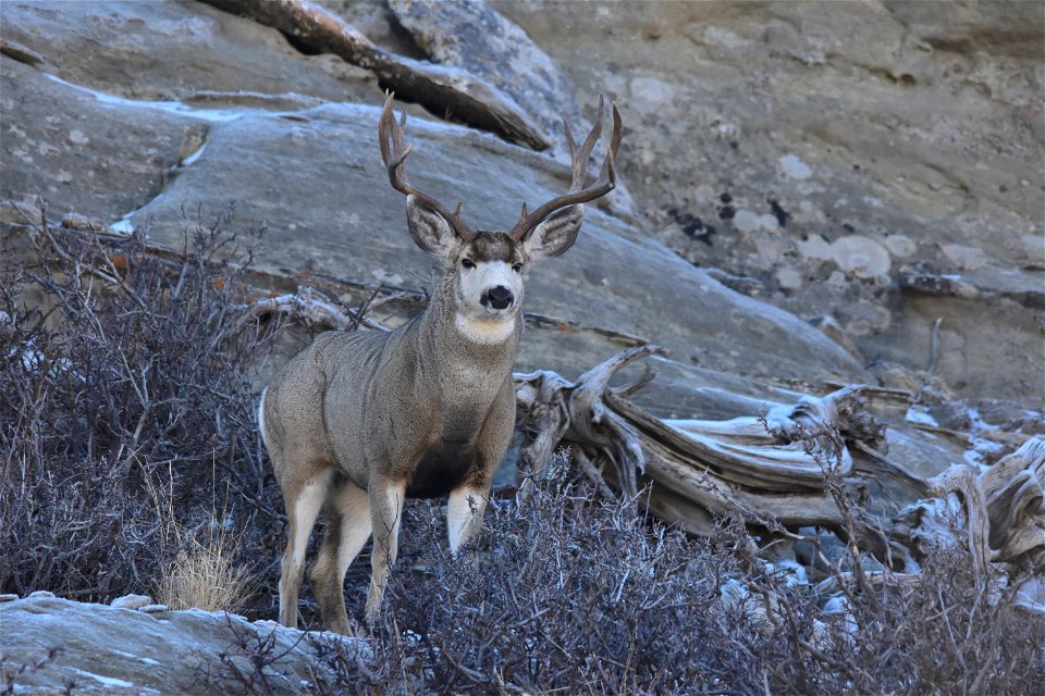 In the shadows Photo: Tom Koerner/USFWS