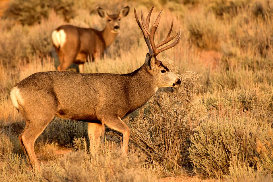 Photo: Tom Koerner/USFWS