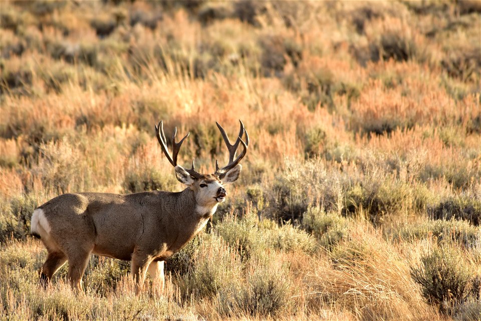 Photo: Tom Koerner/USFWS