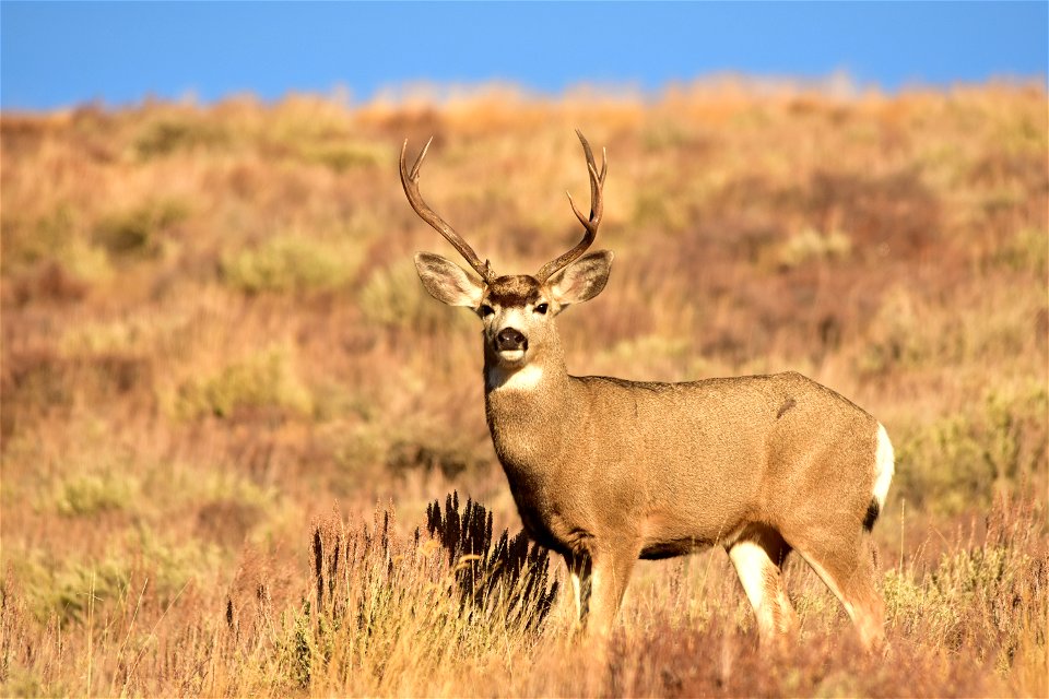 Photo: Tom Koerner/USFWS