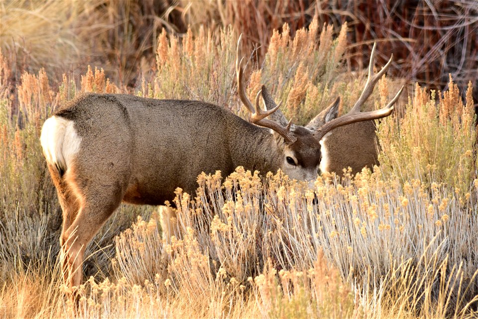 A mule deer buck feeds on rubber rabbitbrush. Photo: Tom Koerner/USFWS photo