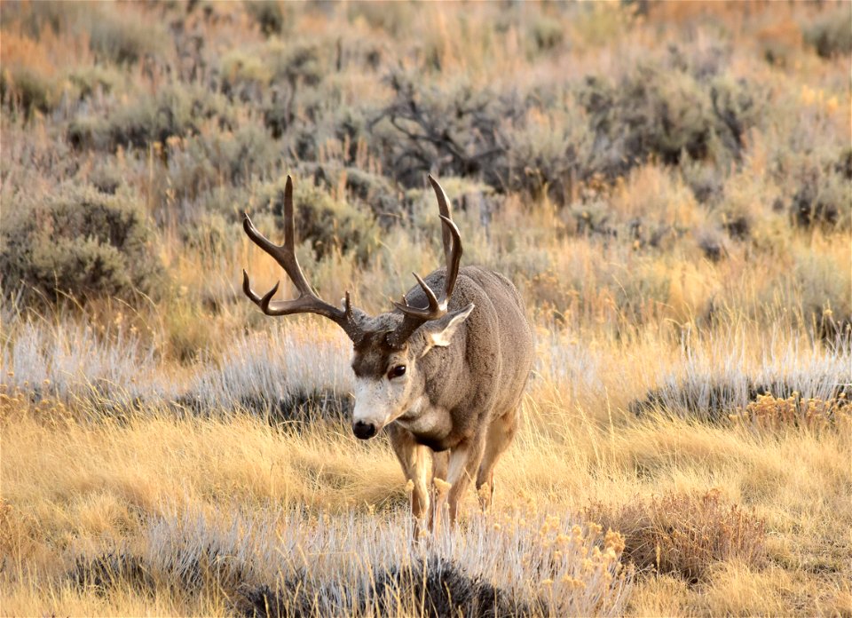 The look.  This large mule deer buck was giving the "look" with ears laid back to a smaller buck out of the photo.  That's all it took, the smaller buck moved away from the does. 

Photo: To