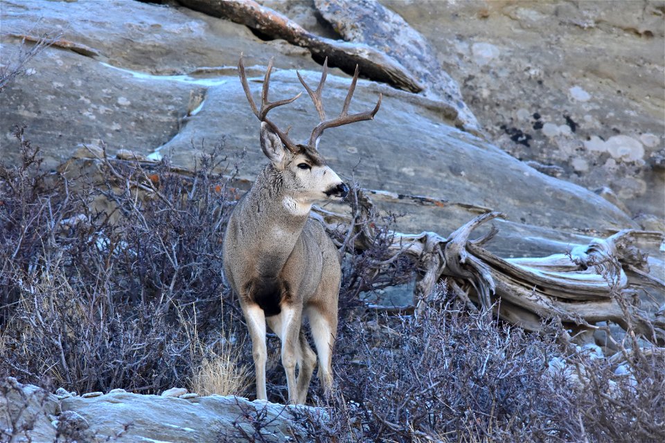 In the shadows  Photo: Tom Koerner/USFWS