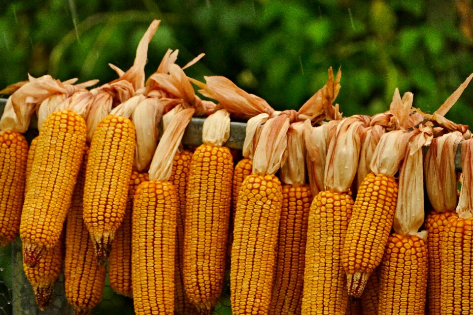 The harvested grains yellow