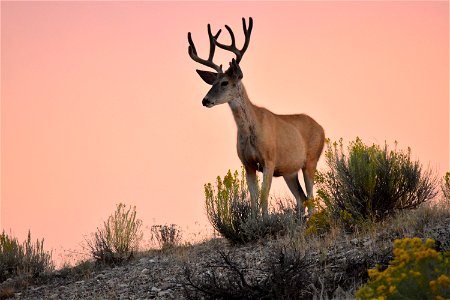 A mule deer buck at sunset on Seedskadee NWR. Photo: Shelley C. Koerner/USFWS photo