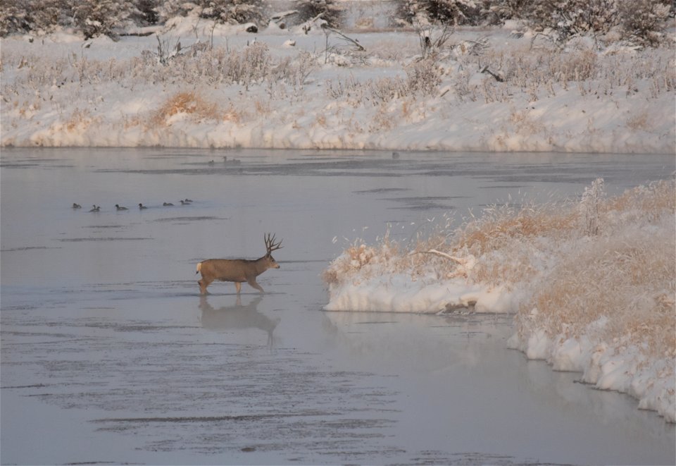 Photo: Tom Koerner/USFWS
