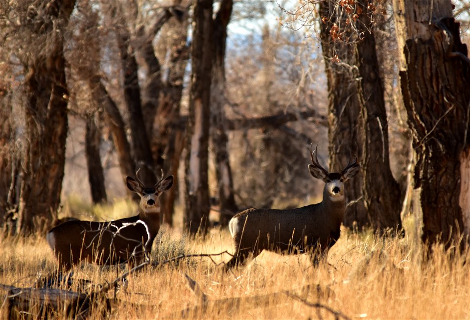Photo: Tom Koerner/USFWS