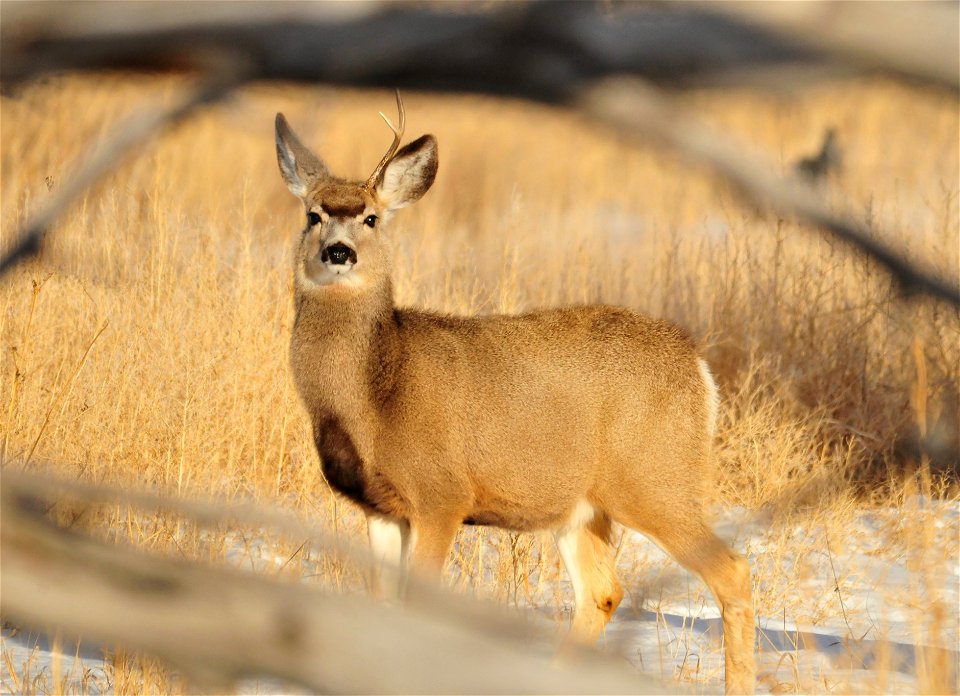 Photo: Tom Koerner/USFWS