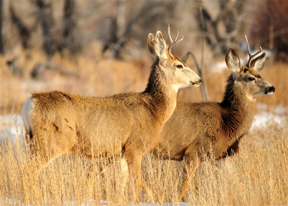 Photo: Tom Koerner/USFWS
