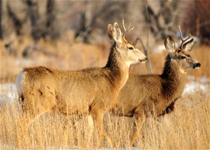 Photo: Tom Koerner/USFWS photo