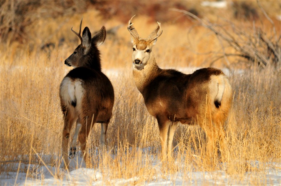Photo: Tom Koerner/USFWS