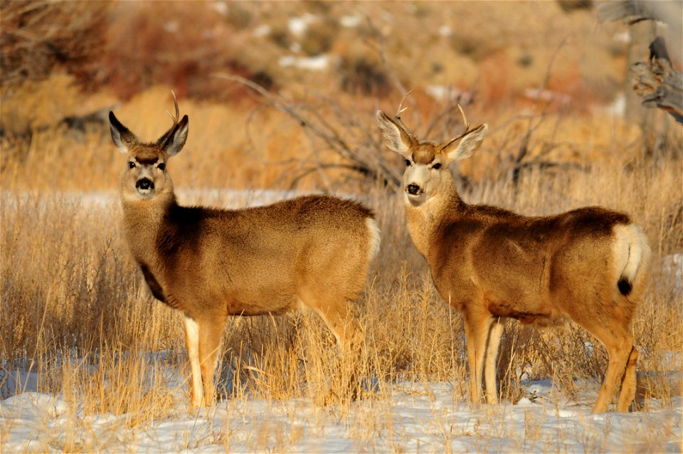 Photo: Tom Koerner/USFWS