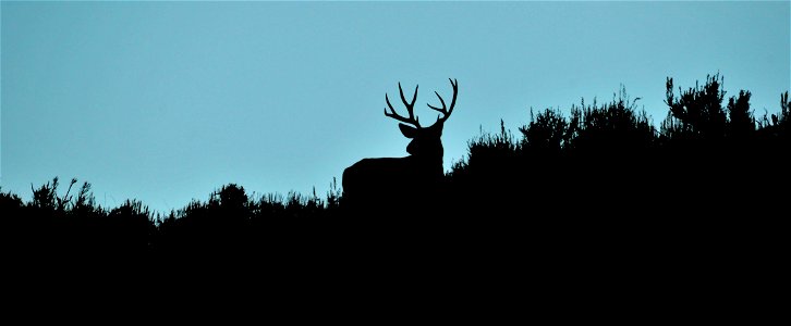 A mule deer buck silhouetted by the skyline. Photo: Tom Koerner/USFWS photo