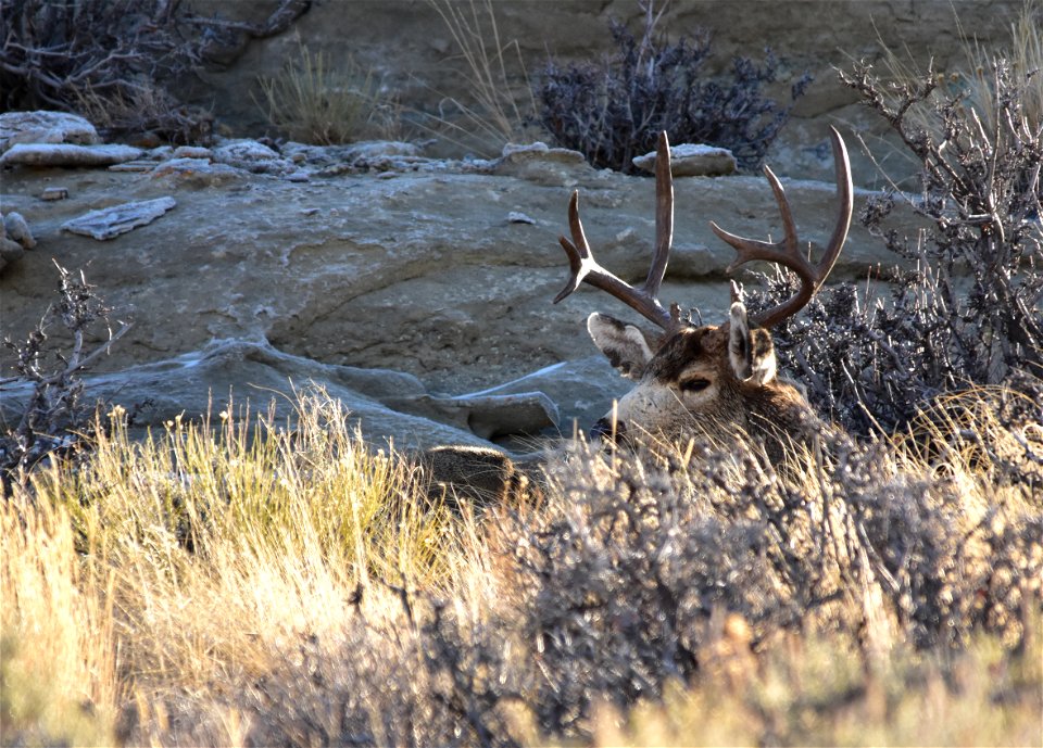 Photo:Tom Koerner/USFWS