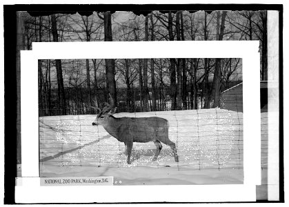 Title: National Zoo Park, Washington, D.C.: deer Abstract/medium: 1 negative : glass ; 5 x 7 in. or smaller photo