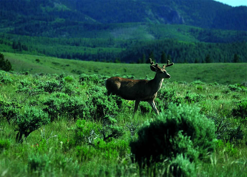 Mule Deer in velvet on FT Ranch