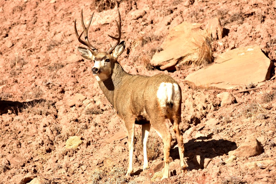 Photo: Tom Koerner/USFWS