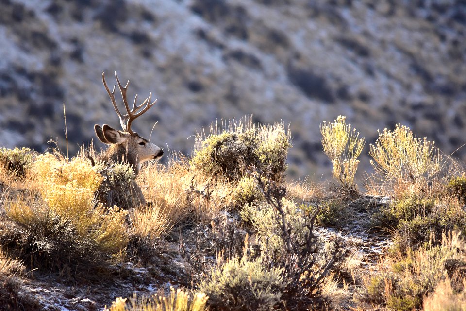 Photo: Tom Koerner/USFWS photo