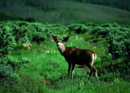 Mule Deer in velvet on FT Ranch photo