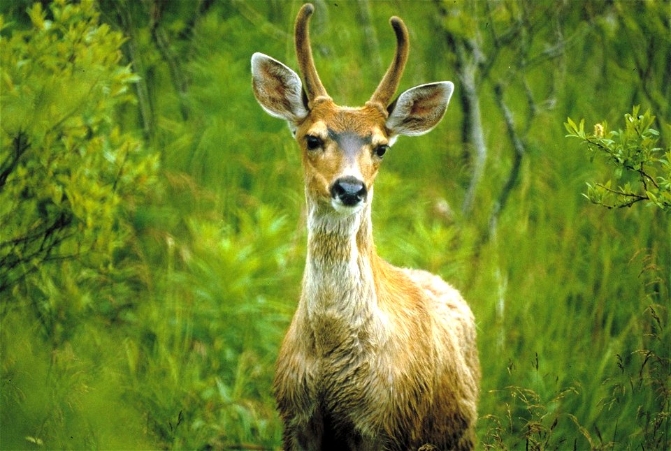 Odocoileus hemionus sitkensis