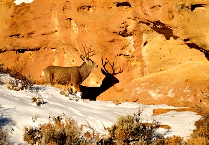 A mule deer buck soaking up the warming rays of the sun along a red rock wall in SW Wyoming. Photo: Tom Koerner/USFWS photo