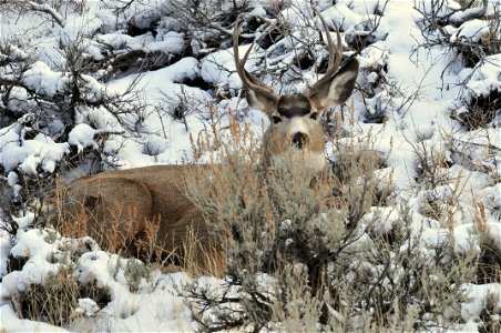 Mule deer in southwest Wyoming move from areas they spend the summer in the higher elevations of the Wyoming Range to wintering areas at lower elevations that include large areas of sage steppe habita photo