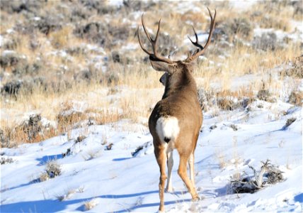 Mule deer in southwest Wyoming moving from areas they spend the summer in the higher elevations of the Wyoming Range to wintering areas at lower elevations that include large areas of sage steppe habi photo