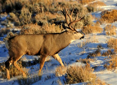 Mule deer in southwest Wyoming moving from areas they spend the summer in the higher elevations of the Wyoming Range to wintering areas at lower elevations that include large areas of sage steppe habi photo