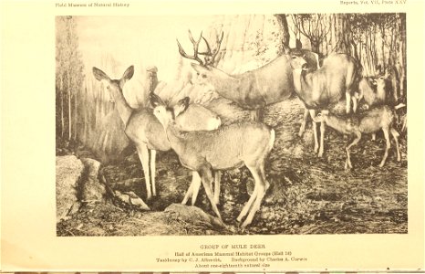 : Annual report of the Director to the Board of Trustees for the year ..
Identifier: annualreporto19261928fiel (find matches)
Year: 1906 (1900s)
Authors: Field Museum of Natural History
Subjects: Fiel