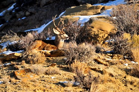 A mule deer buck soaking up the morning sun in SW Wyoming. Photo: Tom Koerner/USFWS